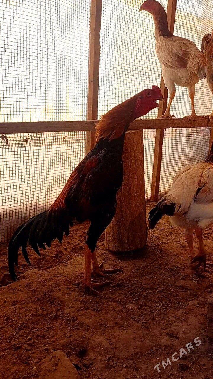 САМАРКАНТ ЖУЖЕ - Туркменабат - img 2