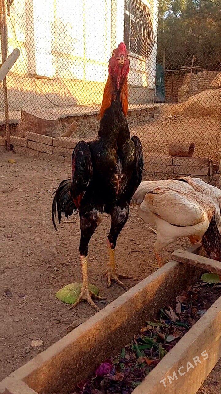 САМАРКАНТ ЖУЖЕ - Туркменабат - img 3