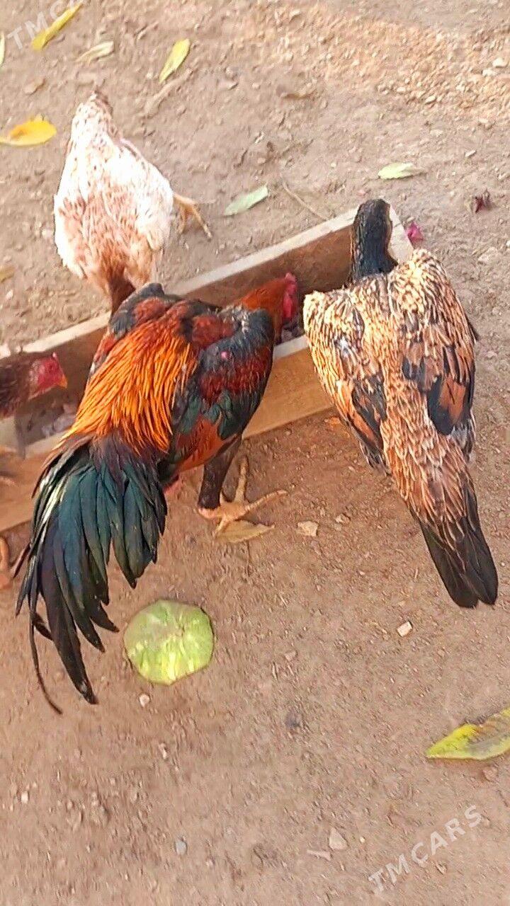 САМАРКАНТ ЖУЖЕ - Туркменабат - img 4