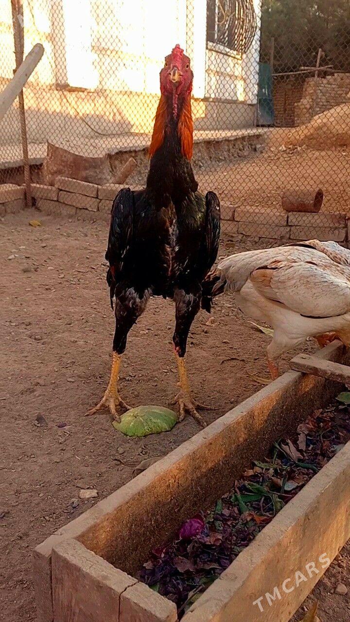 САМАРКАНТ ЖУЖЕ - Туркменабат - img 1