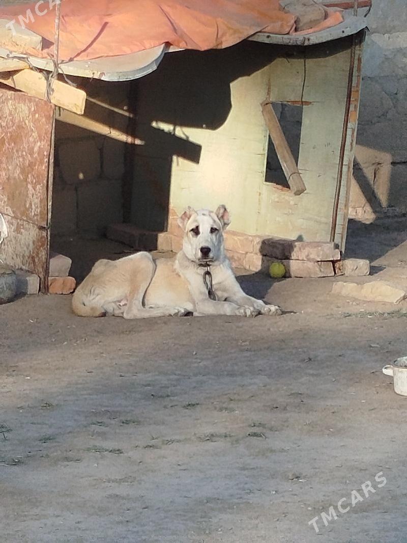 Turkmen Alabay - Magtymguly - img 1