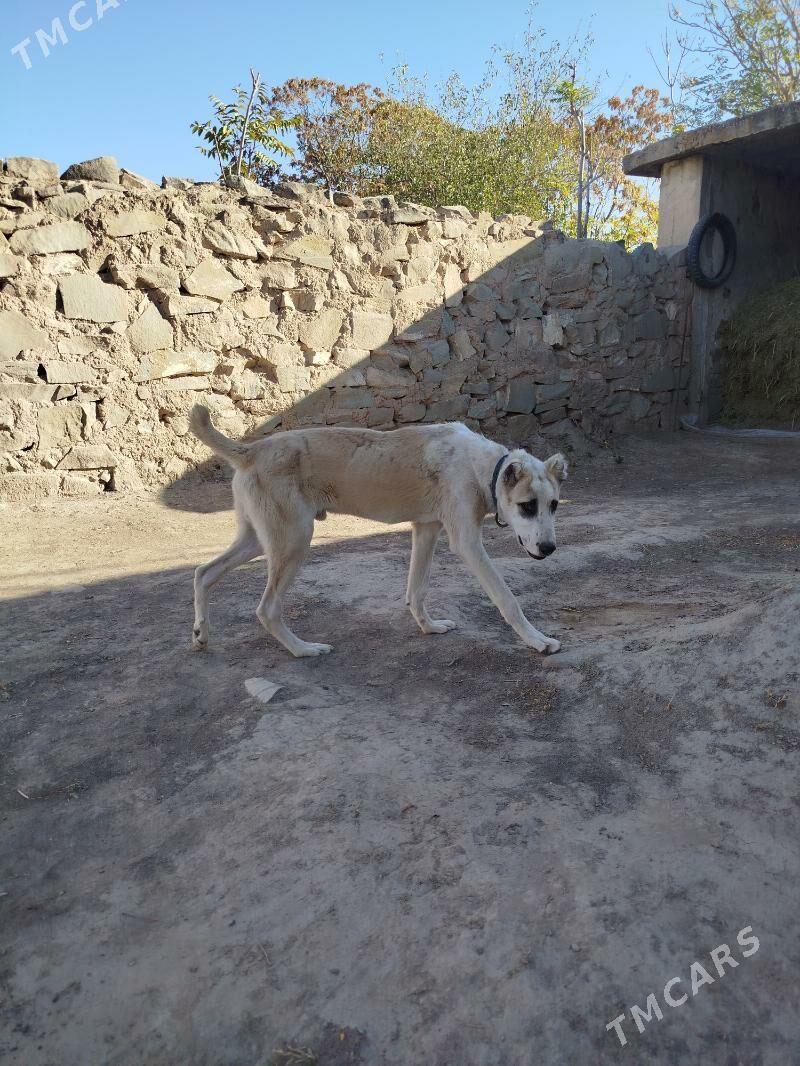 Turkmen Alabay - Magtymguly - img 2