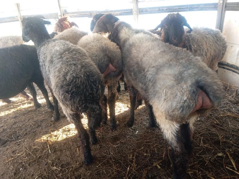 issek goyun tokly - Ашхабад - img 7