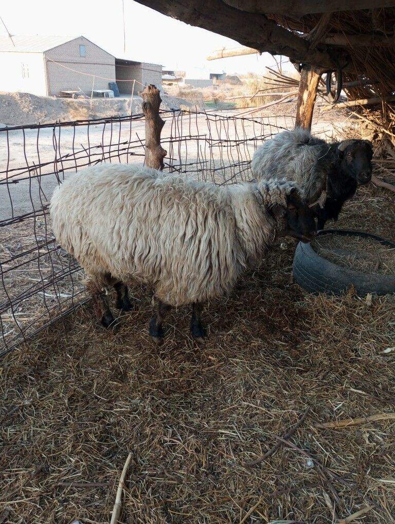 öý haýwanlary - Halaç - img 5