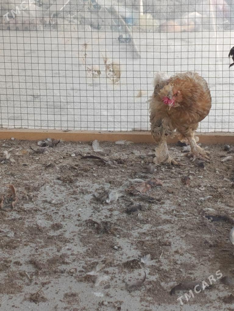 brama towuk - Гёкдепе - img 1