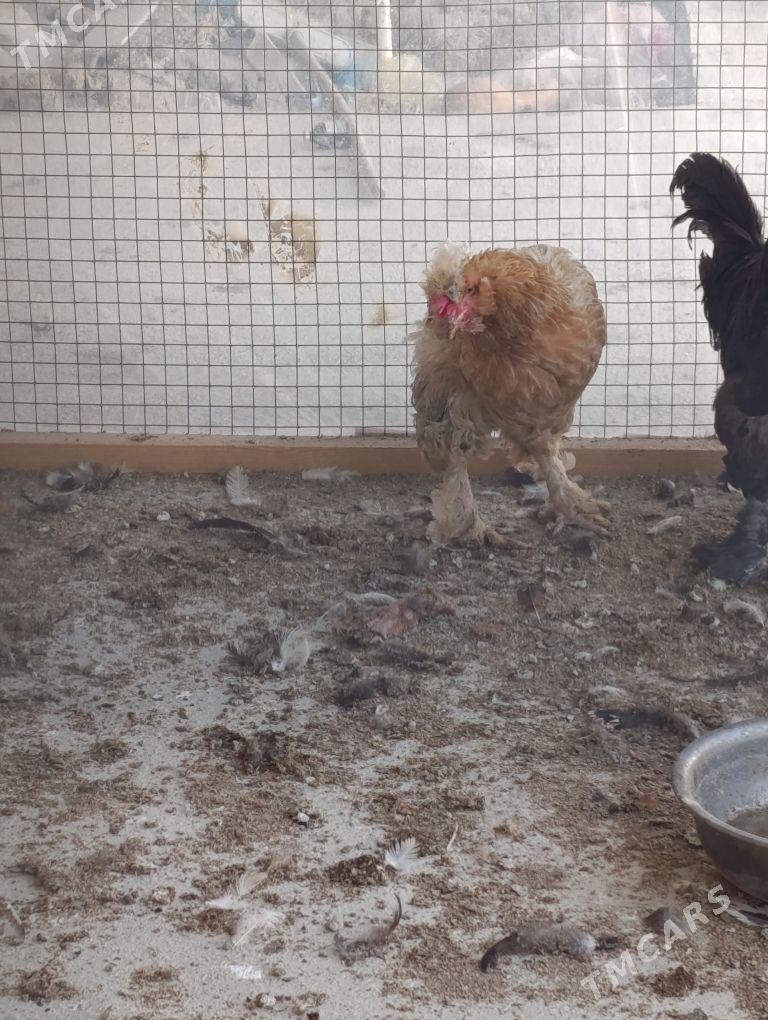 brama towuk - Гёкдепе - img 2