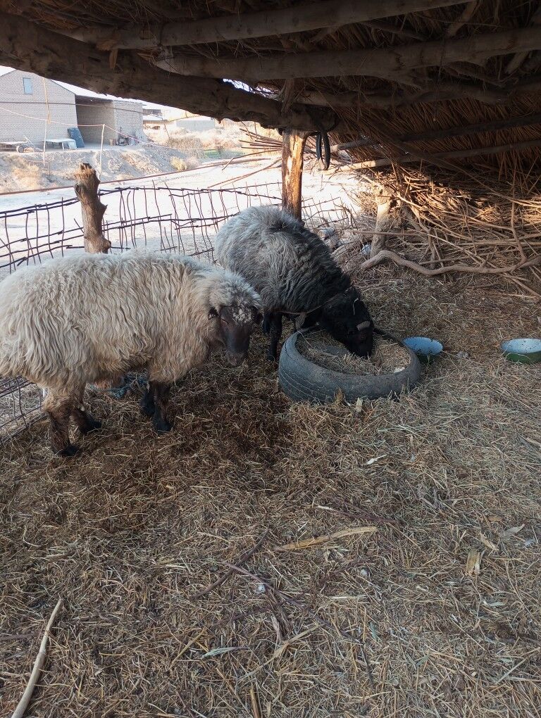 öý haýwanlary - Halaç - img 6