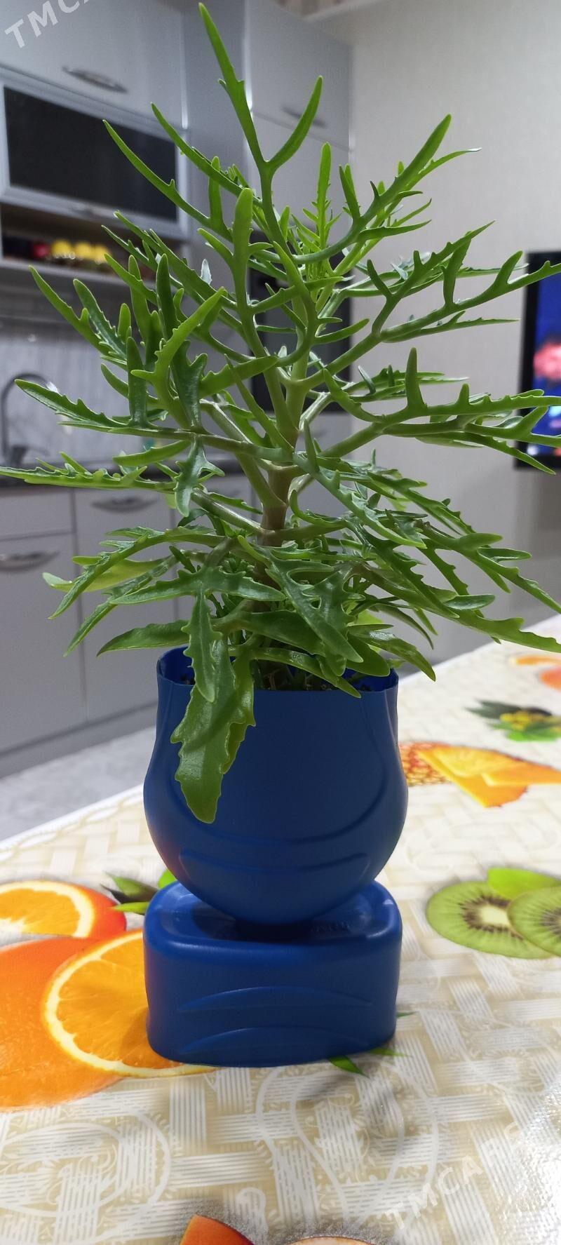 цветы - Ашхабад - img 2