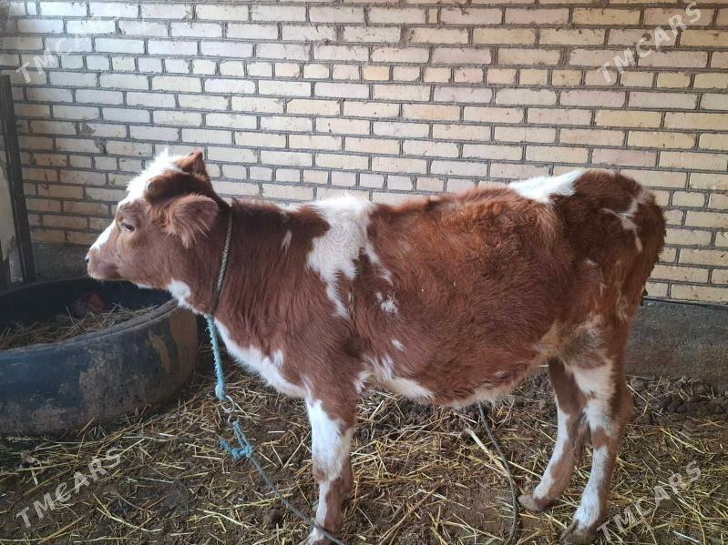 sygyr - Çärjew - img 2