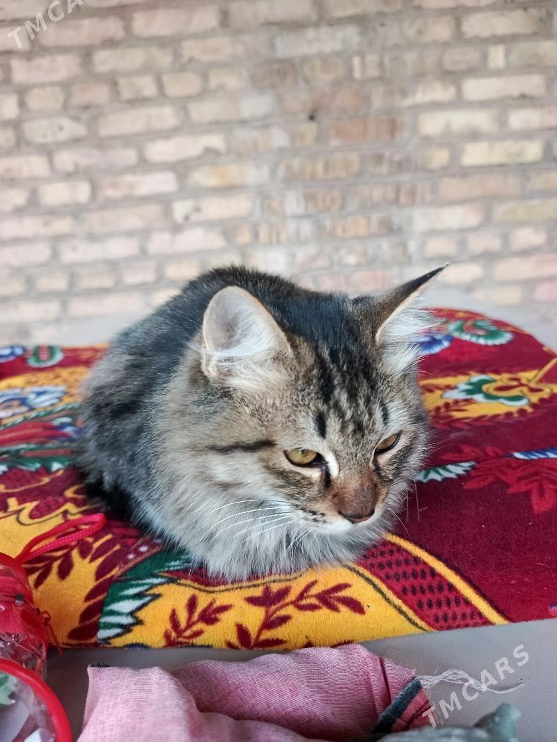 Котята - Türkmenabat - img 4