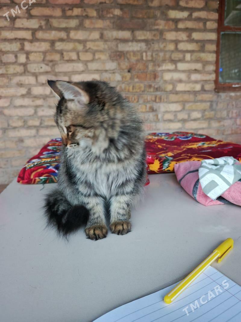 Котята - Türkmenabat - img 3