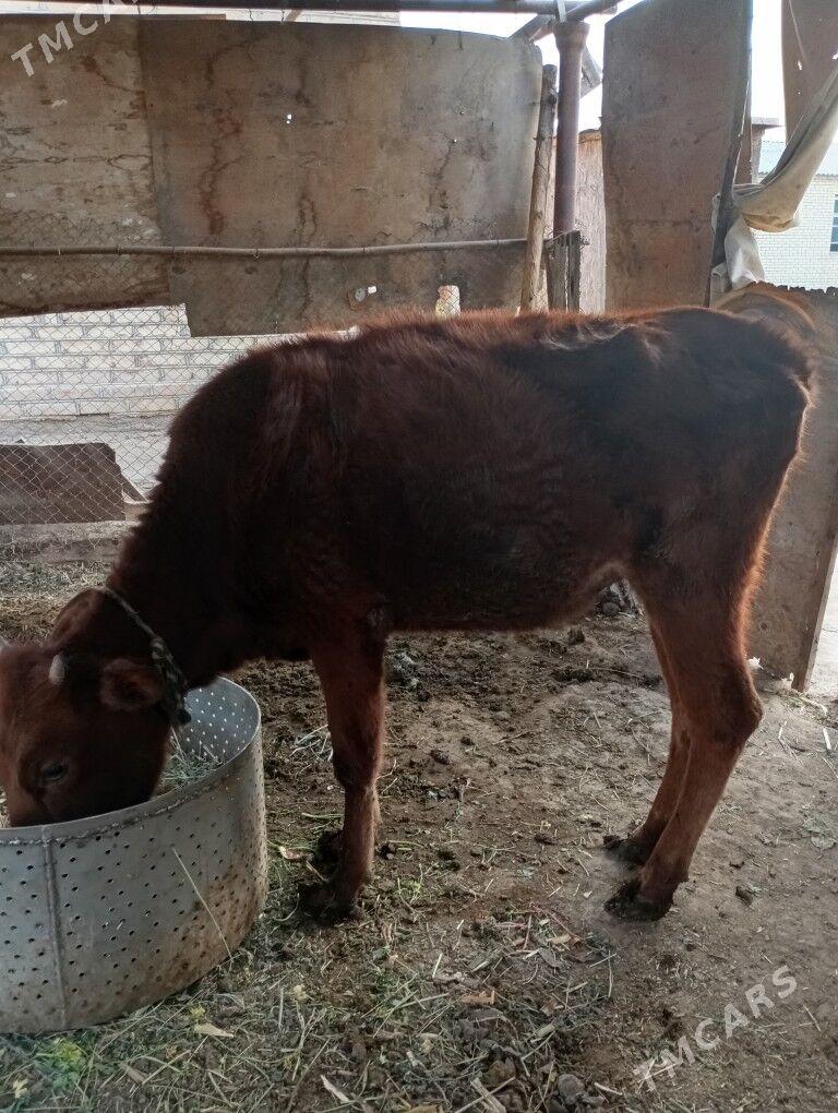 Gulajyn - Mary - img 1