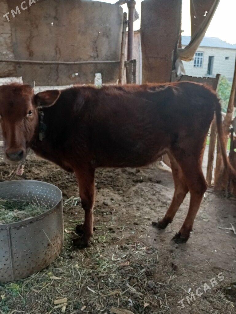 Gulajyn - Мары - img 3