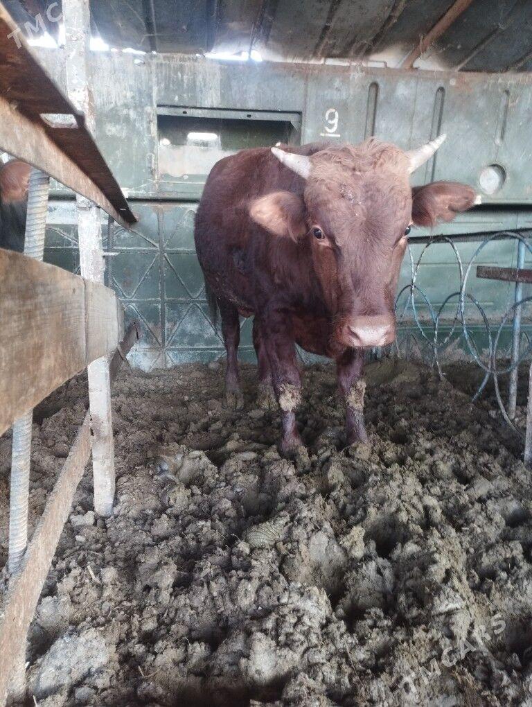 Oküz - Bäherden - img 4