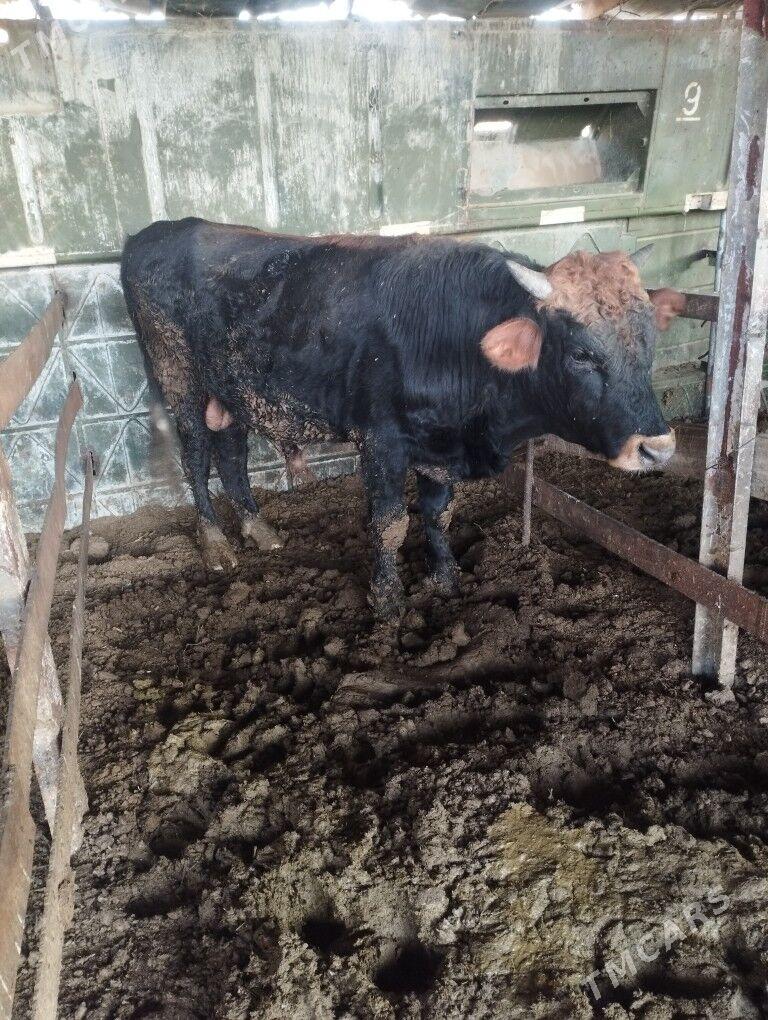 Oküz - Bäherden - img 5