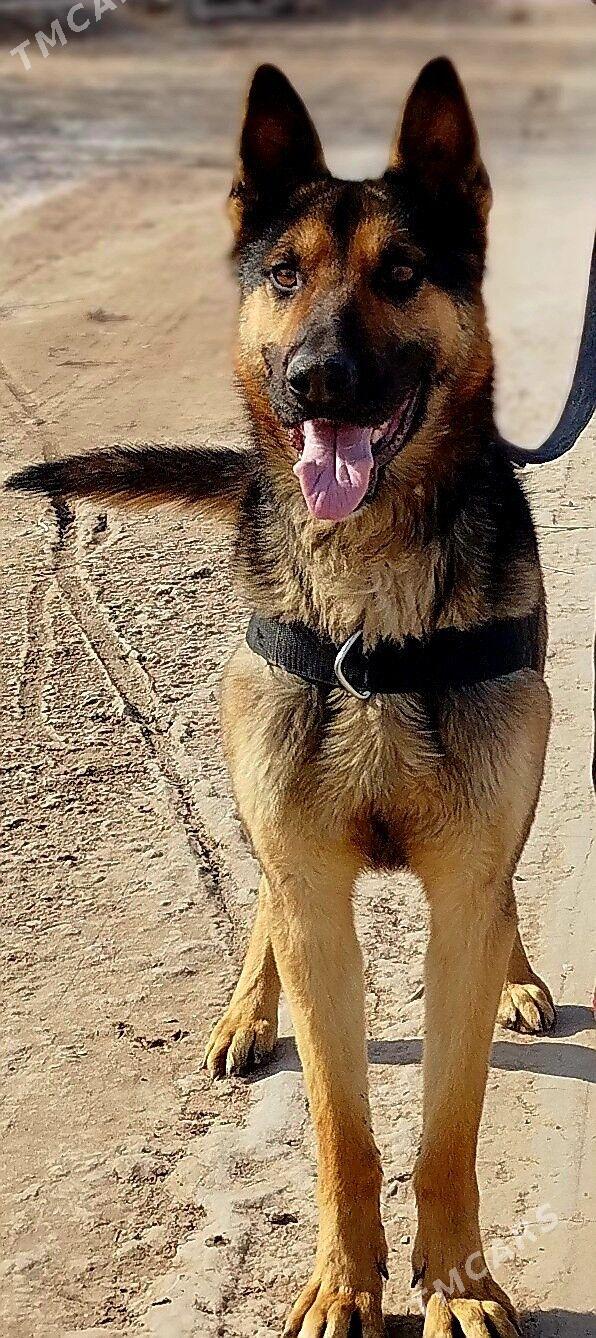 Reks - Кёнеургенч - img 1