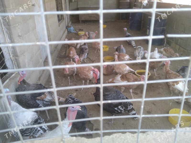 Induk - Джебел - img 2