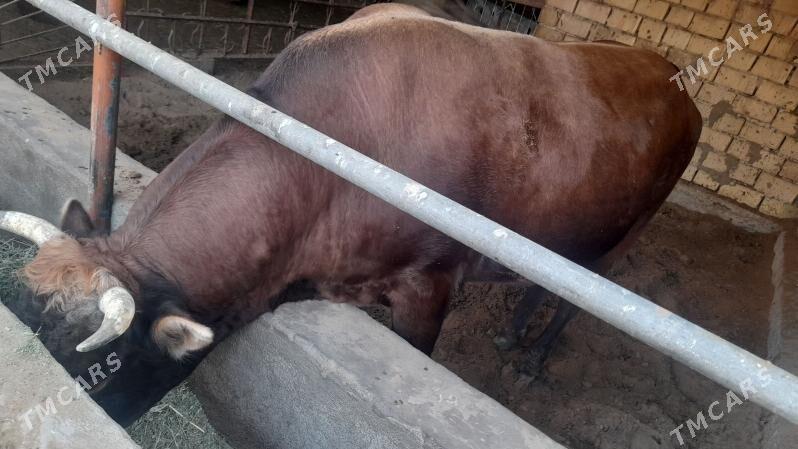 öküz - Ak bugdaý etraby - img 2