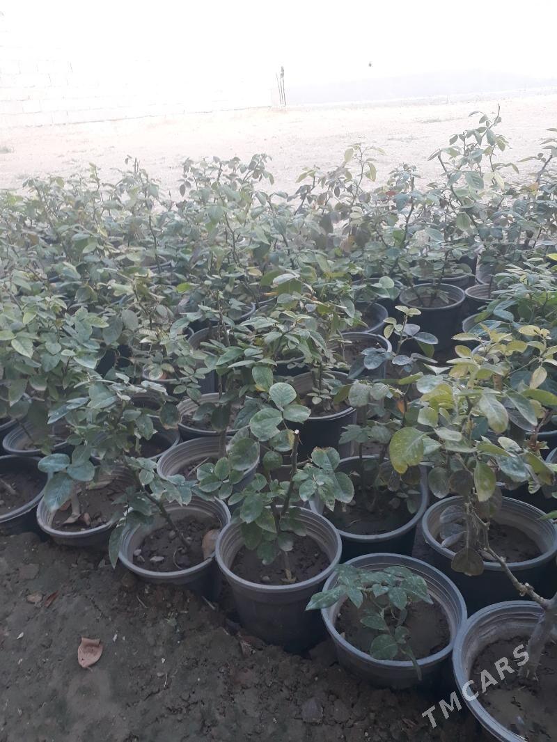 bàvl - Aşgabat - img 1