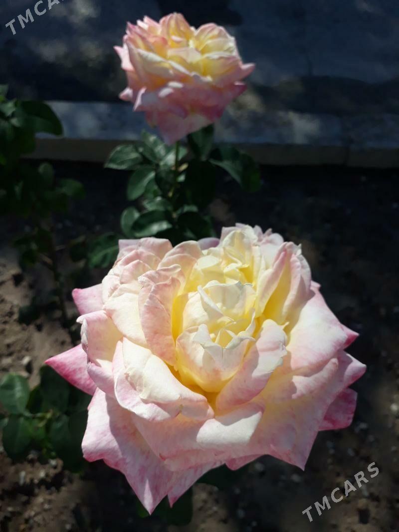 bàvl - Aşgabat - img 2