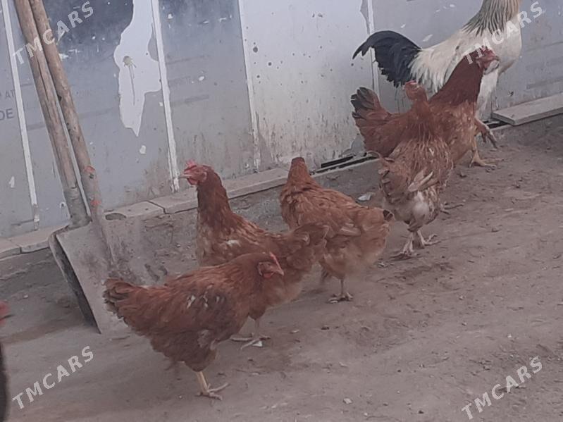 TOWUK - Daşoguz - img 4