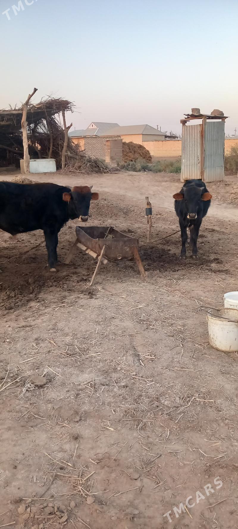 Ökiz - Babadaýhan - img 2