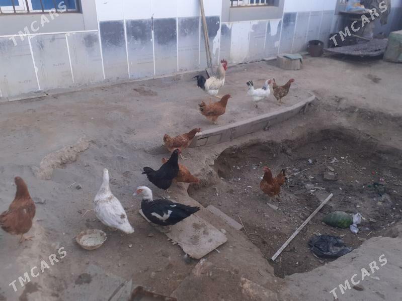 TOWUK - Daşoguz - img 3