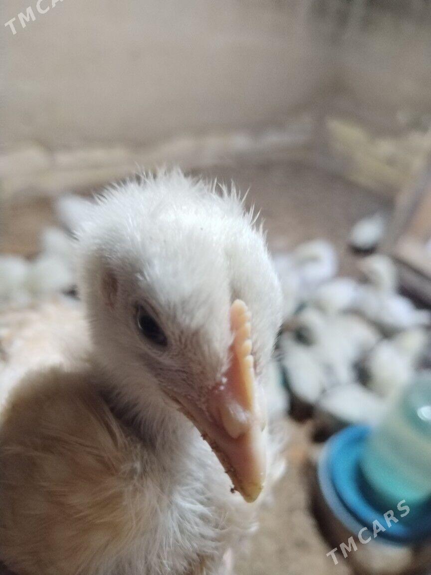 Гигант Жуйже - Mary - img 1