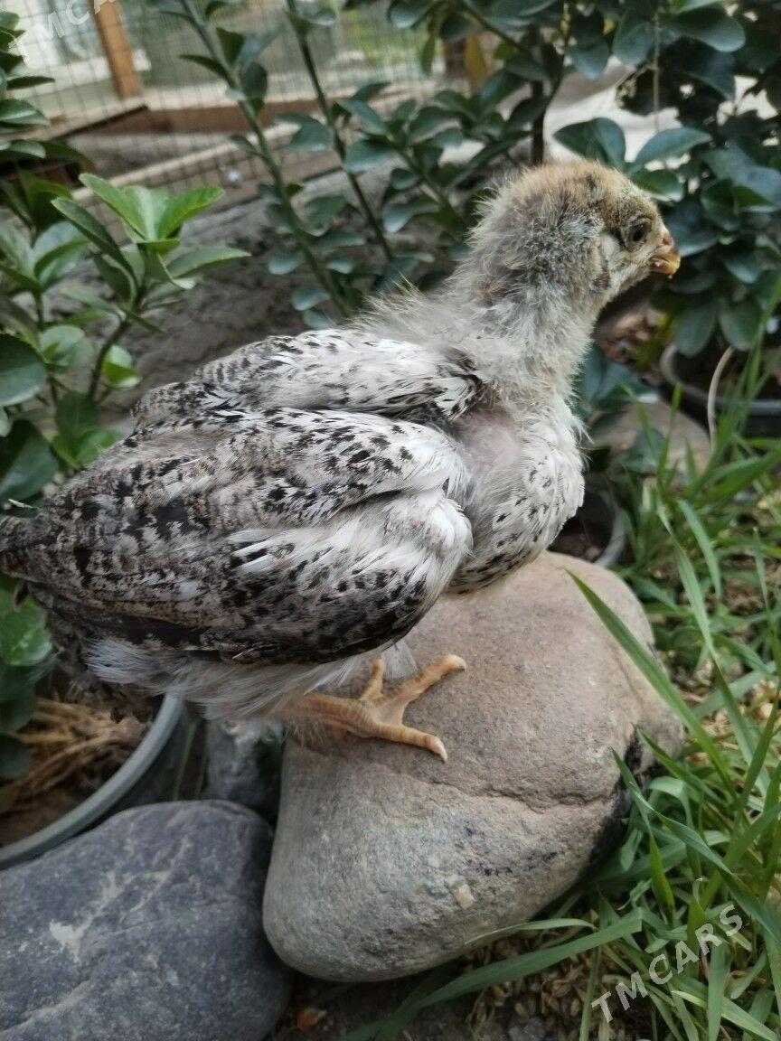 Гигант Жуйже - Mary - img 7