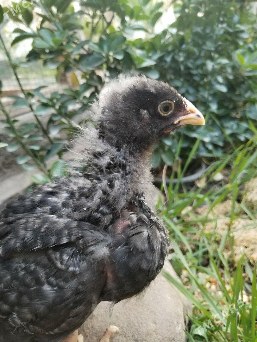 Гигант Жуйже - Mary - img 5