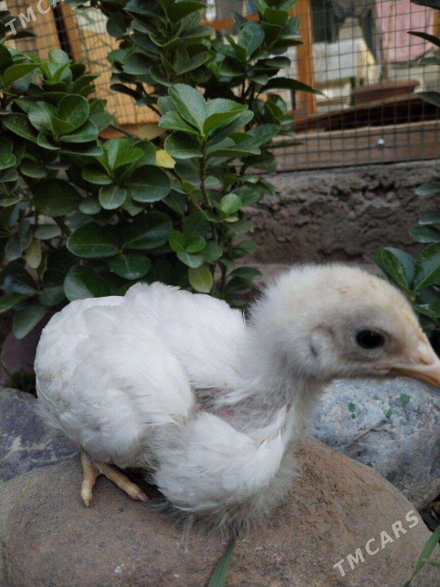 Гигант Жуйже - Mary - img 8