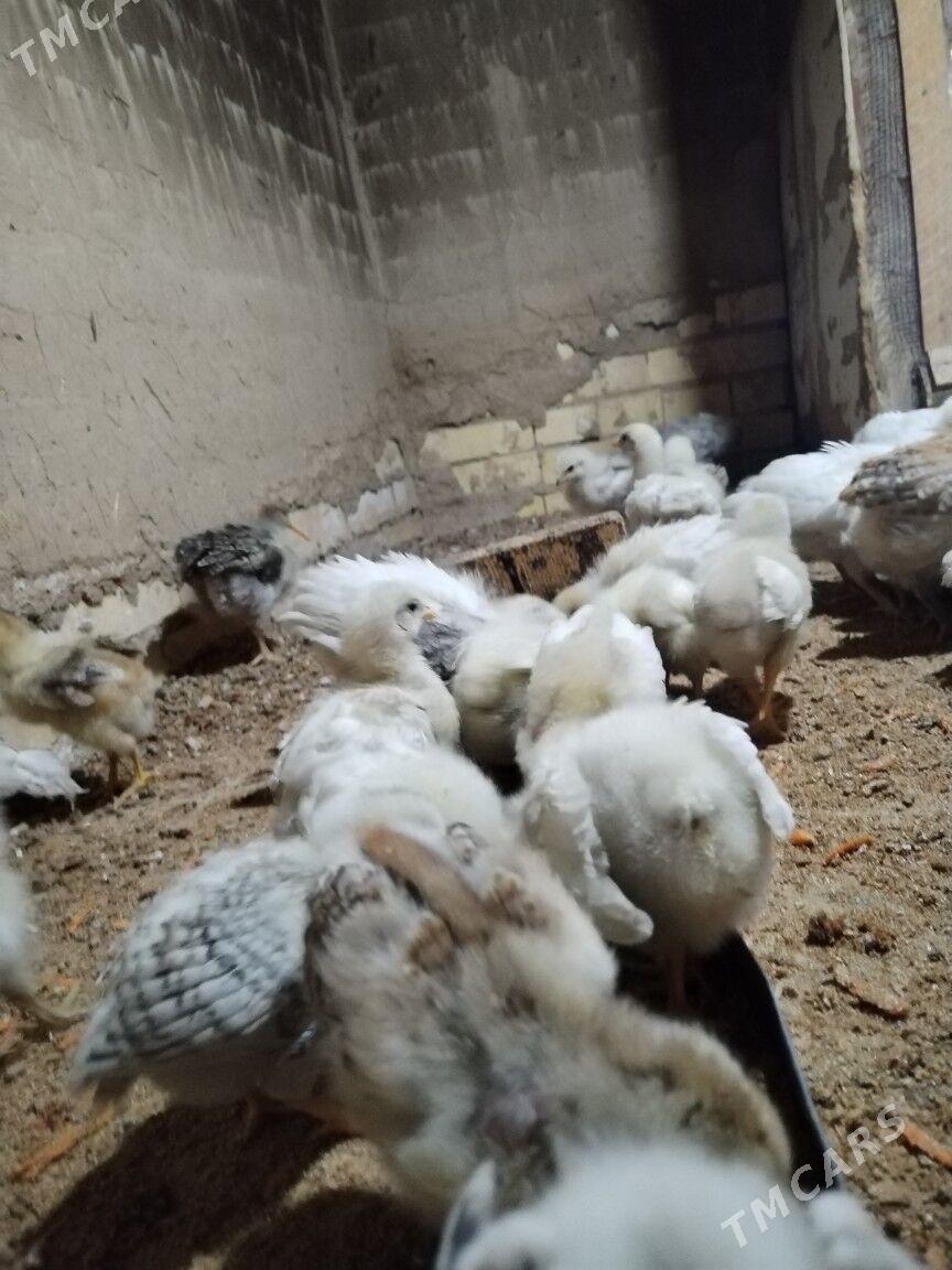 Гигант Жуйже - Mary - img 3