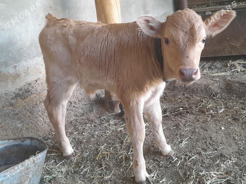 Bakylan goleli sygyr - Aşgabat - img 1