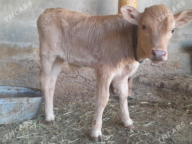 Bakylan goleli sygyr - Aşgabat - img 3