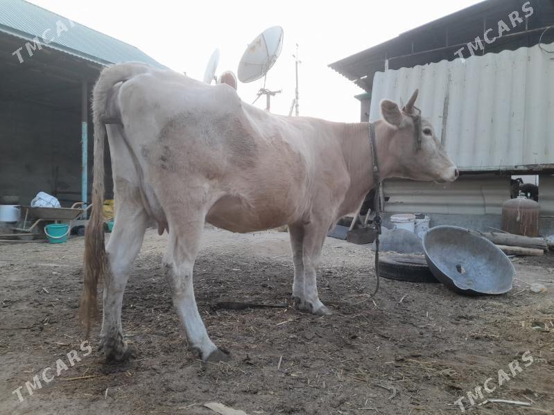 Bakylan goleli sygyr - Aşgabat - img 4