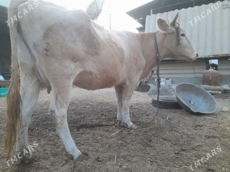 Bakylan goleli sygyr - Aşgabat - img 5