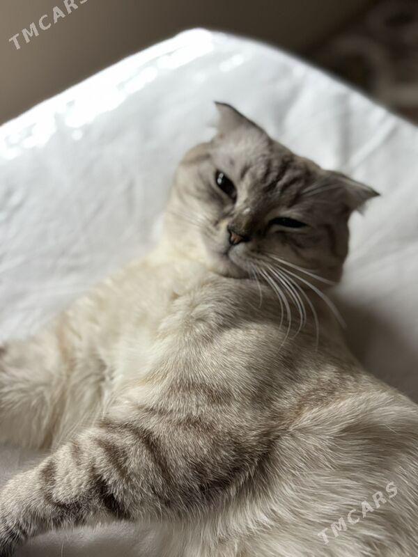 кот для свиданий - Aşgabat - img 1