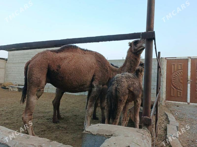 Düýe - Бахарден - img 3