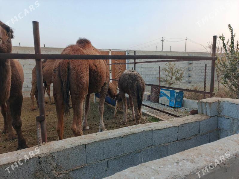 Düýe - Бахарден - img 1