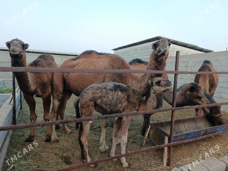 Düýe - Бахарден - img 5