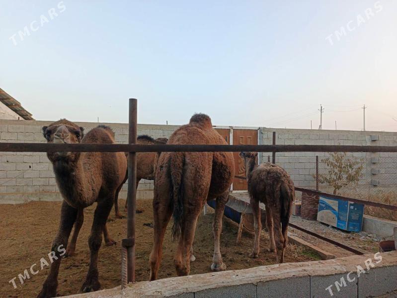 Düýe - Бахарден - img 4