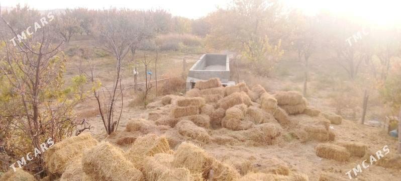 Gekdar - Ýalkym - img 4