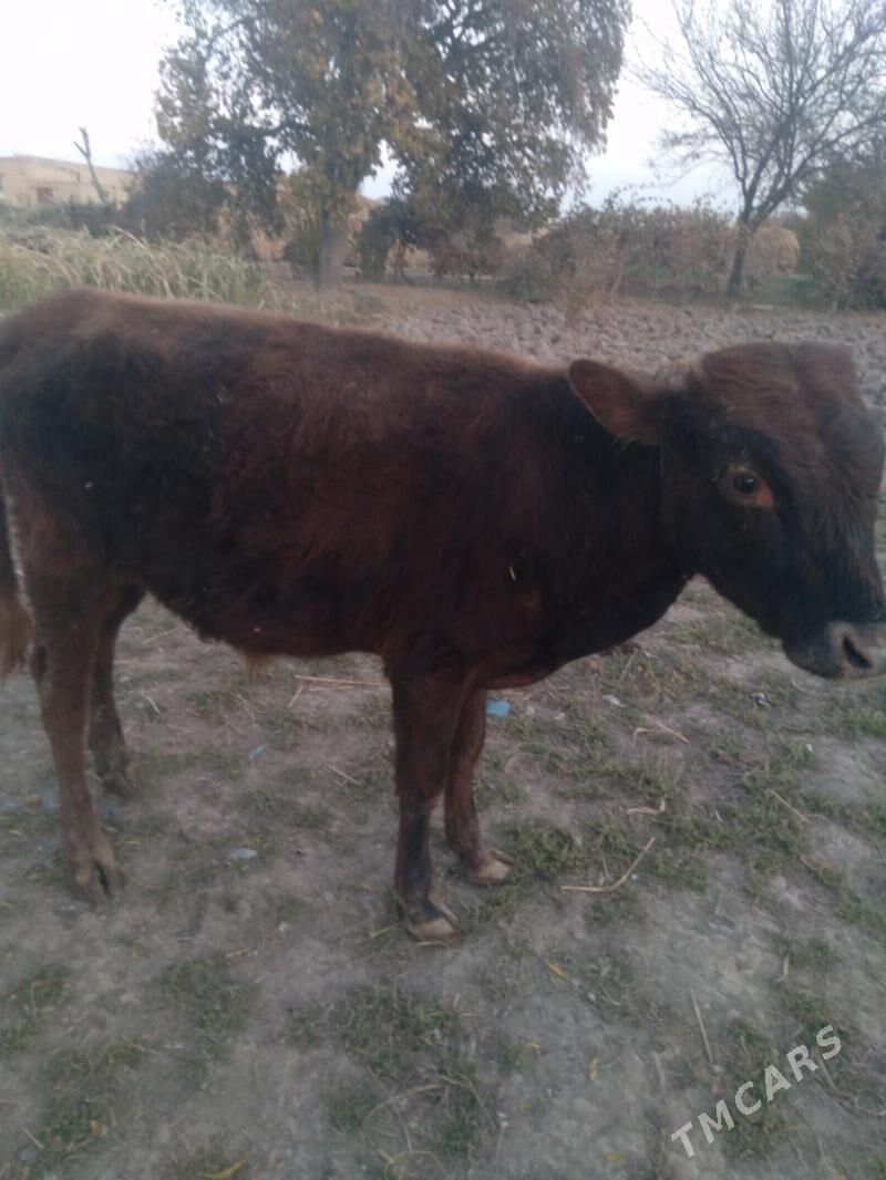 okuzce - Dänew - img 1