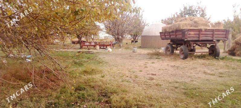 Gekdar - Ýalkym - img 1