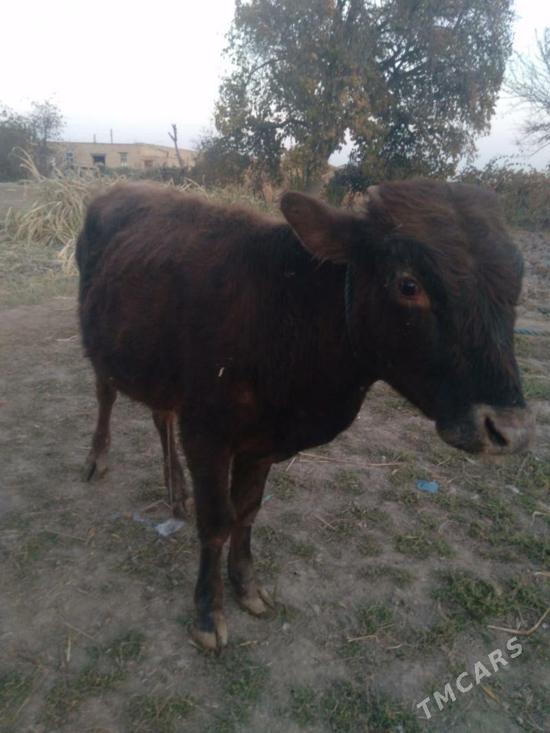 okuzce - Dänew - img 3