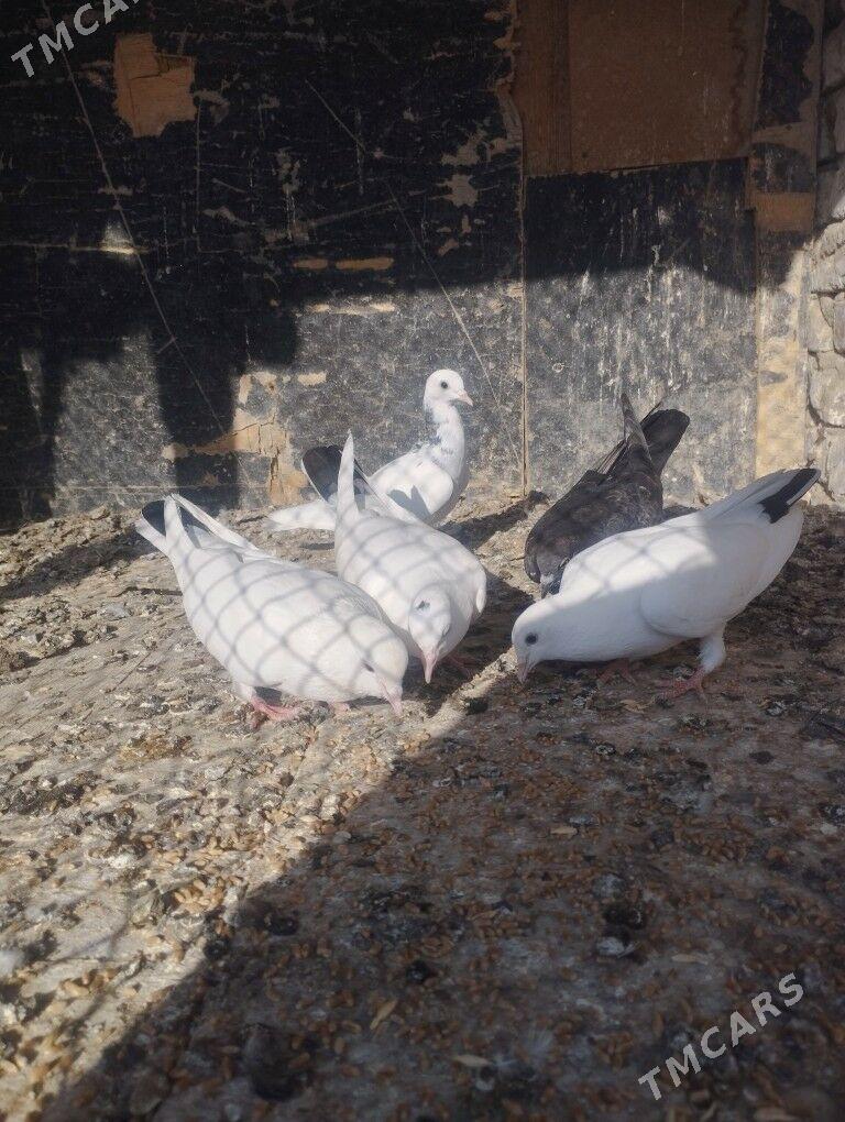 kepder - Kaka - img 2