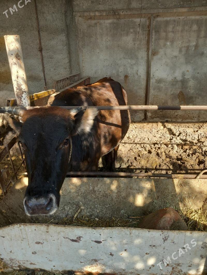 Bakylan sygyr - Ýaşlyk - img 1