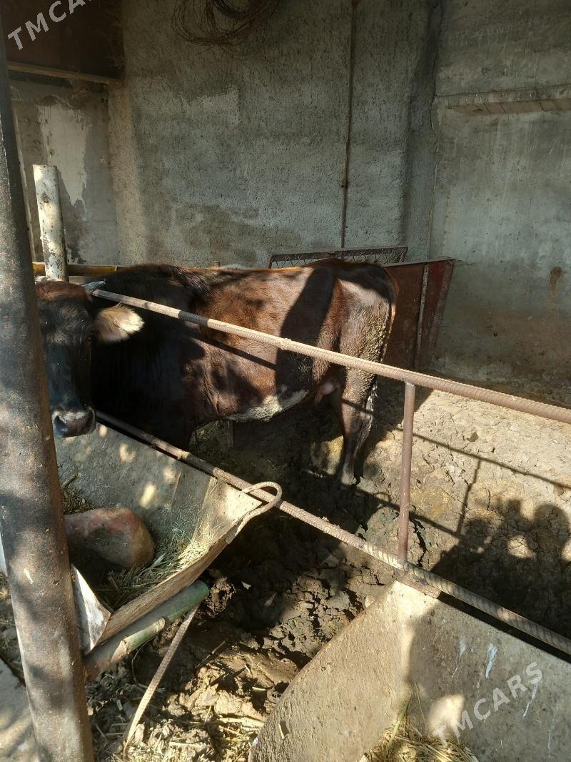 Bakylan sygyr - Ýaşlyk - img 2