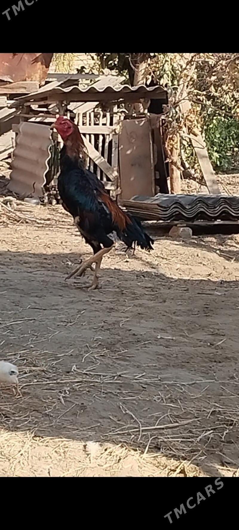 Horaz - Saýat - img 2