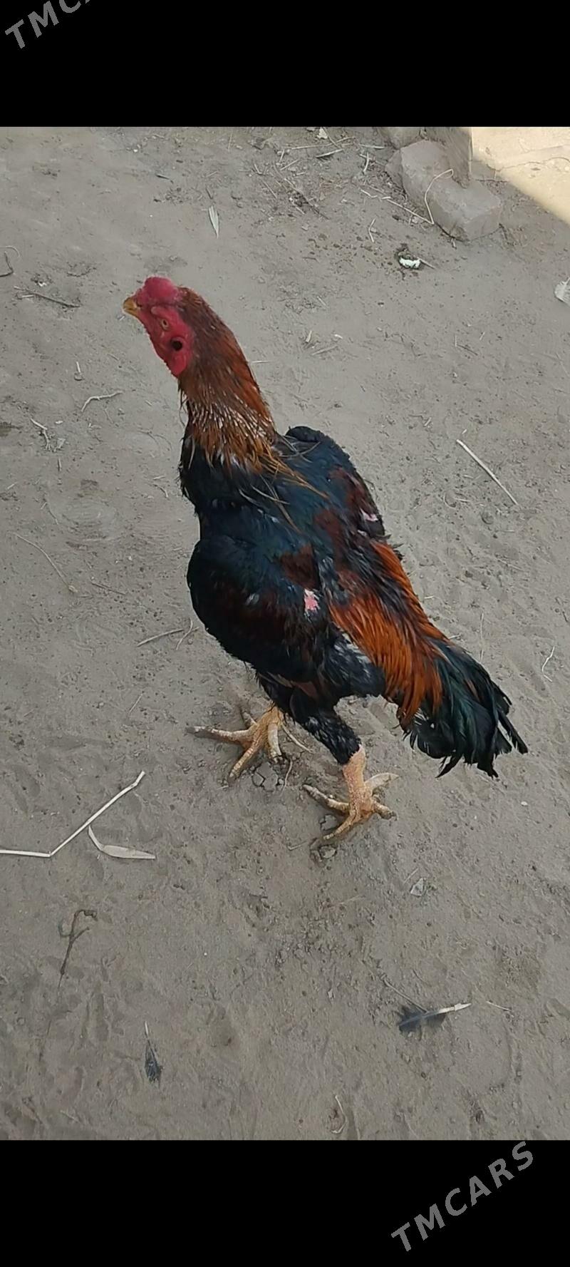 Horaz - Saýat - img 3